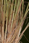 Densetuft hairsedge